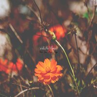 Wala Na - Muffin & Mayo & Clien & Jom