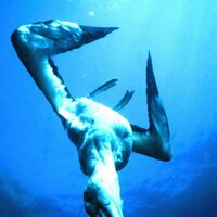 Albatross Confessions - Espen