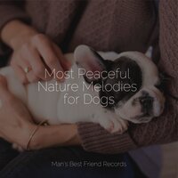 Flowers in Bloom - Music for Pets Library & Music for Leaving Dogs Home Alone & Music for Dog's Ears