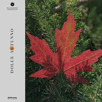 Sunlit Sand Sprouts - Relaxamento Soundscape