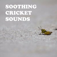 Relaxing Night - Cricket Sounds