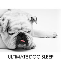 Hush Puppy - Dog Chillout Zone