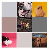 Memories (Sleepy Doggies) - Dog Music Hour