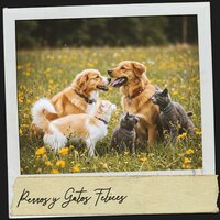 Canción de cuna de Ember Glow - Cat Music Therapy & Dog Relaxation & Binaural Healing