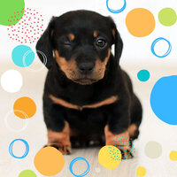 Magnificent Music for Chill Dogs - Dog Separation Anxiety Music