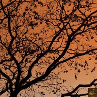 Flight By Bird - Morttimer Snerd III & Steve Miggedy Maestro