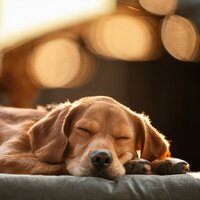 Los Perros Entienden Los Susurros Silenciosos - Música de mesa para sentirse bien durante la cena & Música para cachorros dormidos & Sociedad de música relajante para perros