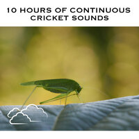 Cricket Sounds, Pt. 86 (Continuous No Gaps) - White Noise Radiance & Cricket Sounds