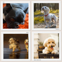 Bright Moods for Calmed Puppies - Dog Music Waves