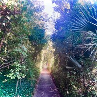 Collectivision - The Sheeps