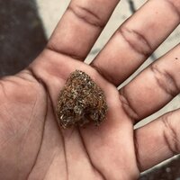 Moztasa - Michael kush