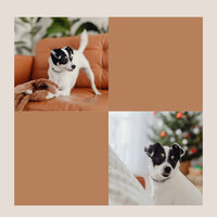 Guitar Chill Out Soundtrack for Sleeping Dog - Music for Dogs Radio