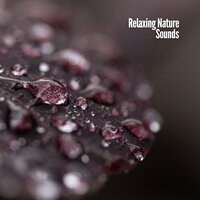 Rain Sounds And Thunder - White Noise Therapy