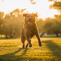 Movimiento Suave Y Cómodo. - Domingo tranquilo & Fanático de seres serenos & Lluvia suave para seres