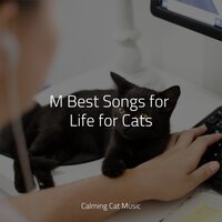 Sandy Shore - Music For Cats Peace & Calm Music for Cats & Official Pet Care Collection