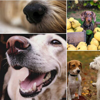 Ambience (Excited Dogs) - Jazz Music for Dogs