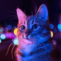 Quiet Whiskers - Meditative Cats & Ambient Music Collective & Rain Sound